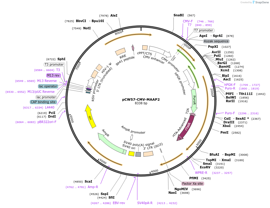 218244-plasmid-map-sequence-id-449684
