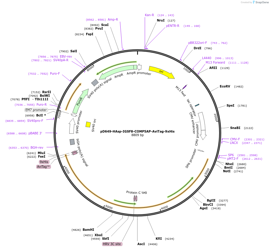 157476-plasmid-map-sequence-id-449686