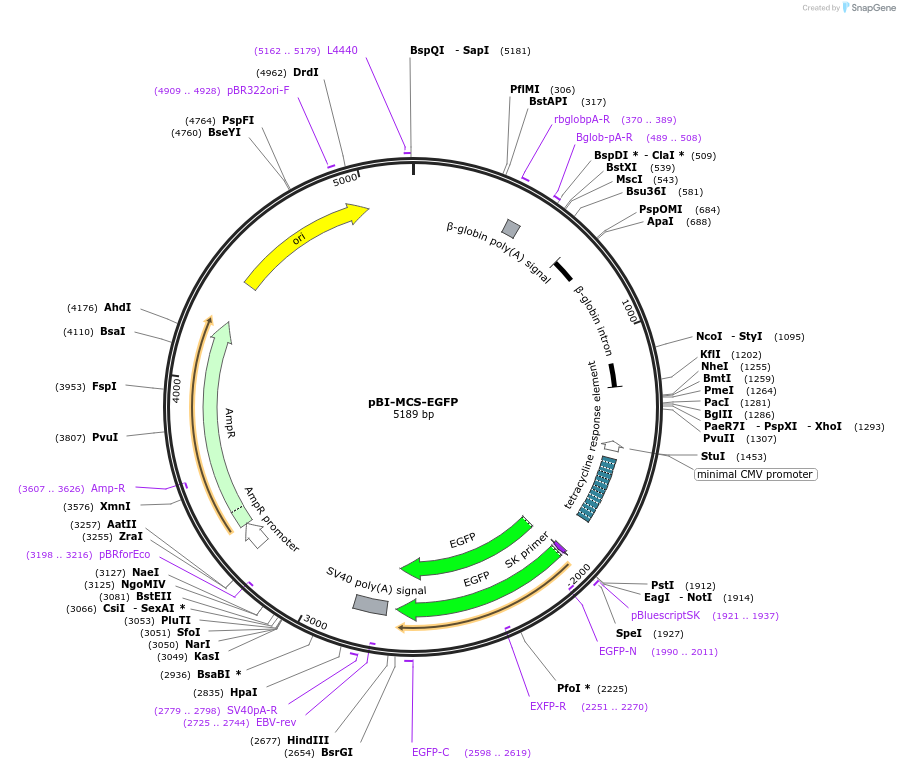 16542-plasmid-map-sequence-id-449690