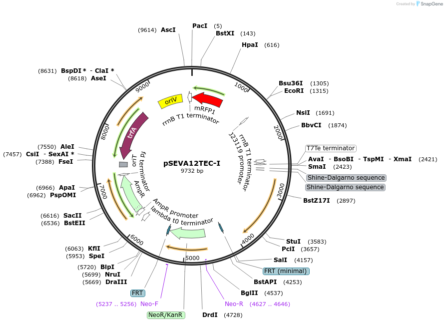 58308-plasmid-map-sequence-id-449692