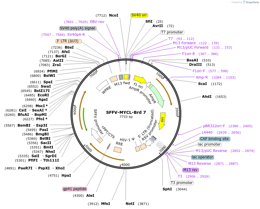 218991-plasmid-map-sequence-id-449695