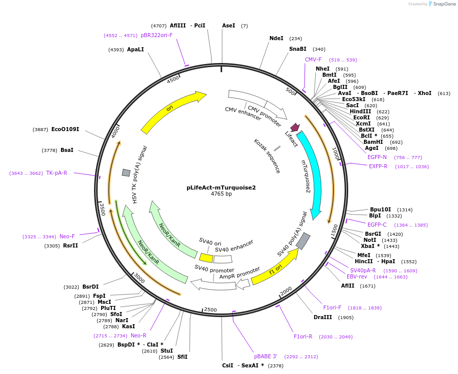 36201-plasmid-map-sequence-id-44970