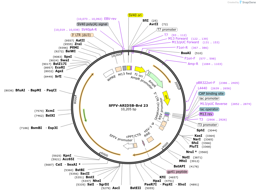 219006-plasmid-map-sequence-id-449702
