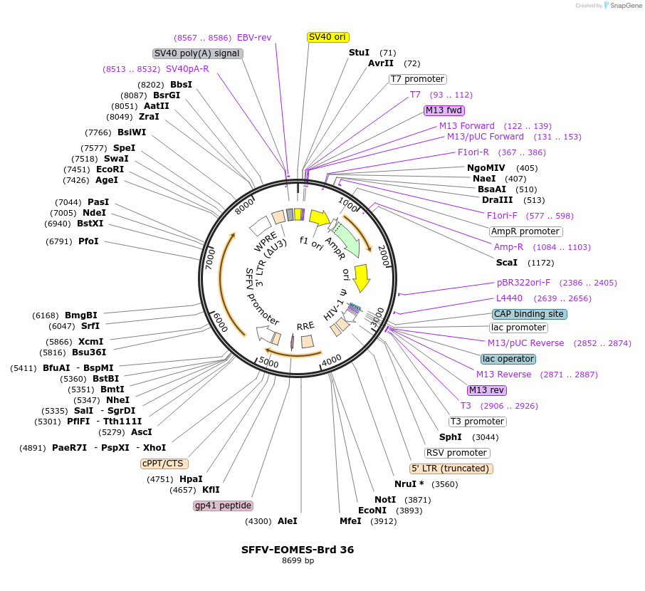 219018-plasmid-map-sequence-id-449710