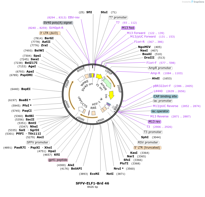 219027-plasmid-map-sequence-id-449712