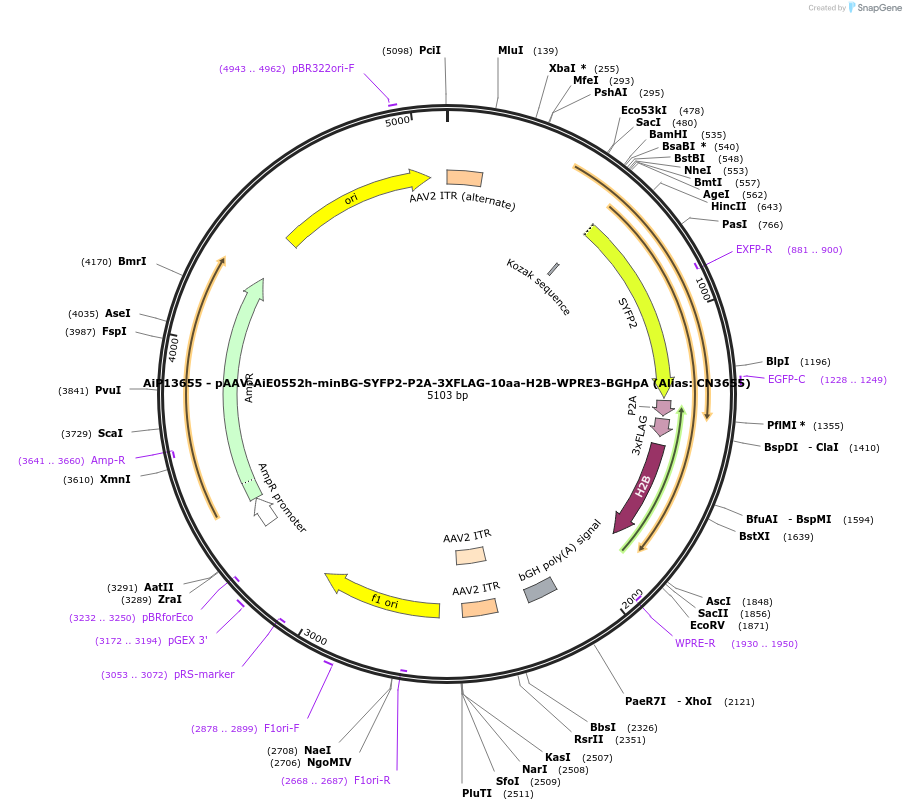 224035-plasmid-map-sequence-id-449734