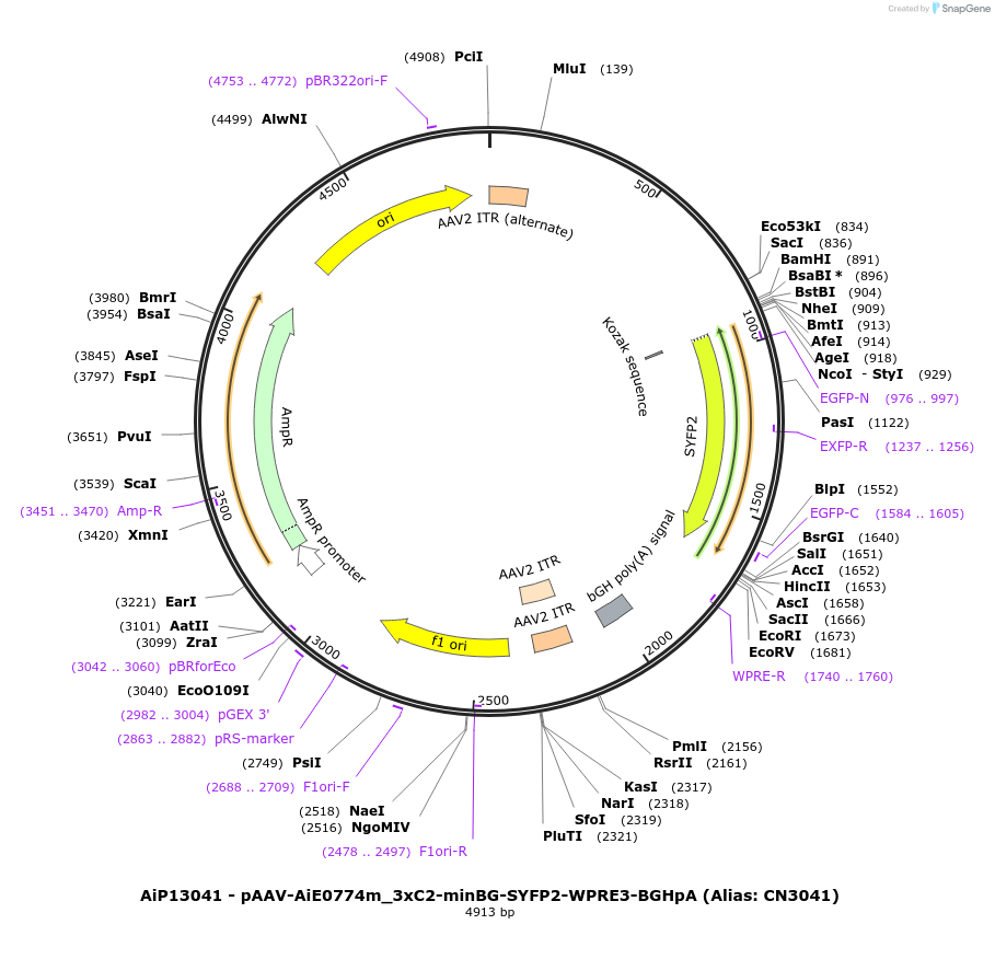 224026-plasmid-map-sequence-id-449736