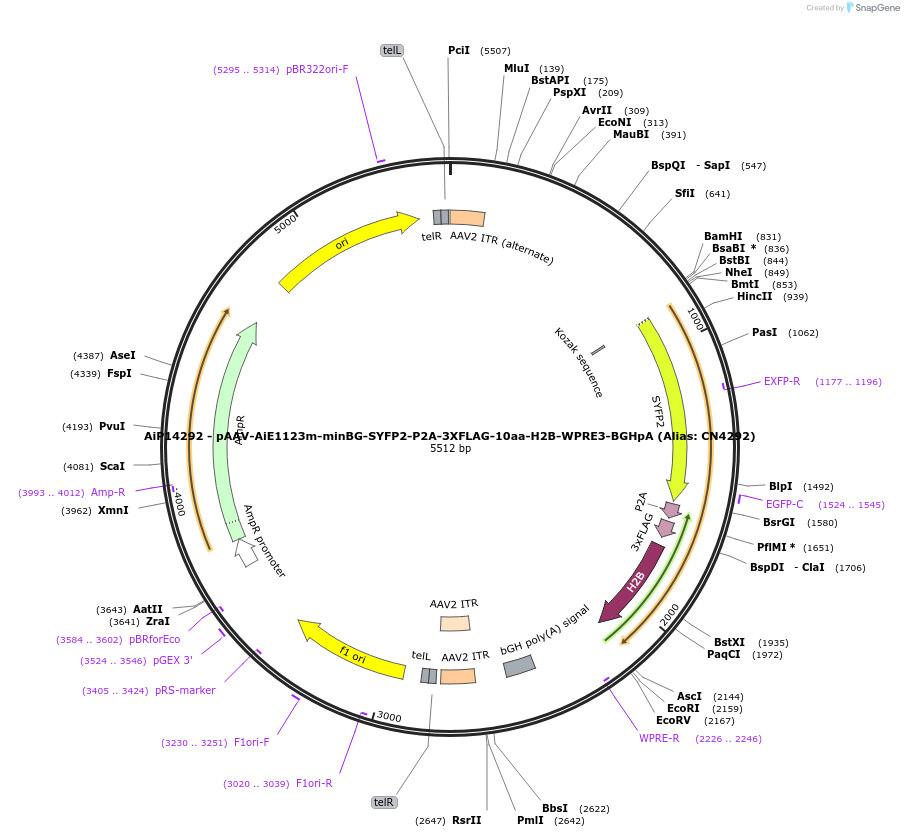 224042-plasmid-map-sequence-id-449738