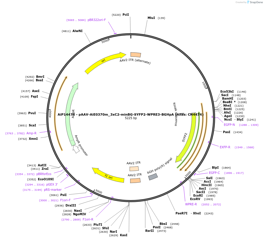 224044-plasmid-map-sequence-id-449740
