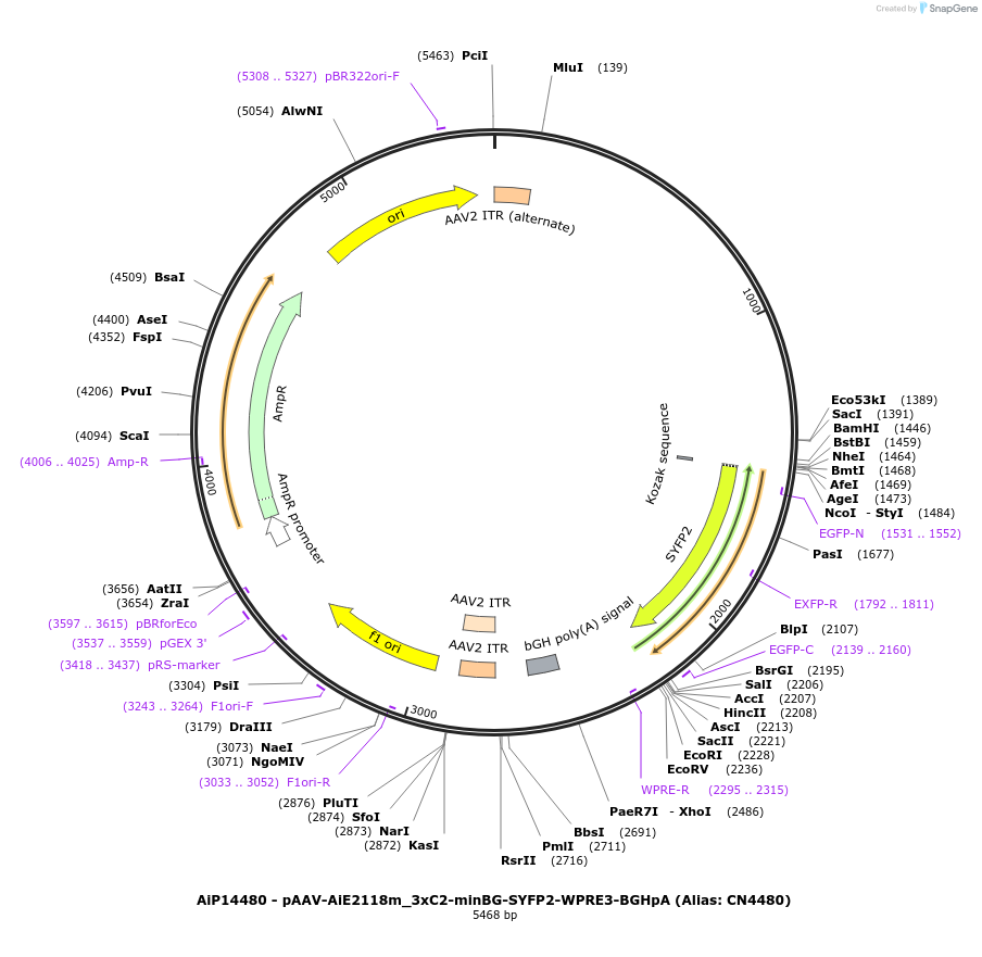 224046-plasmid-map-sequence-id-449742