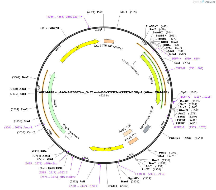 224047-plasmid-map-sequence-id-449744