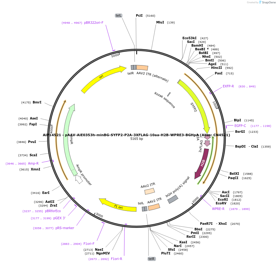 224048-plasmid-map-sequence-id-449745