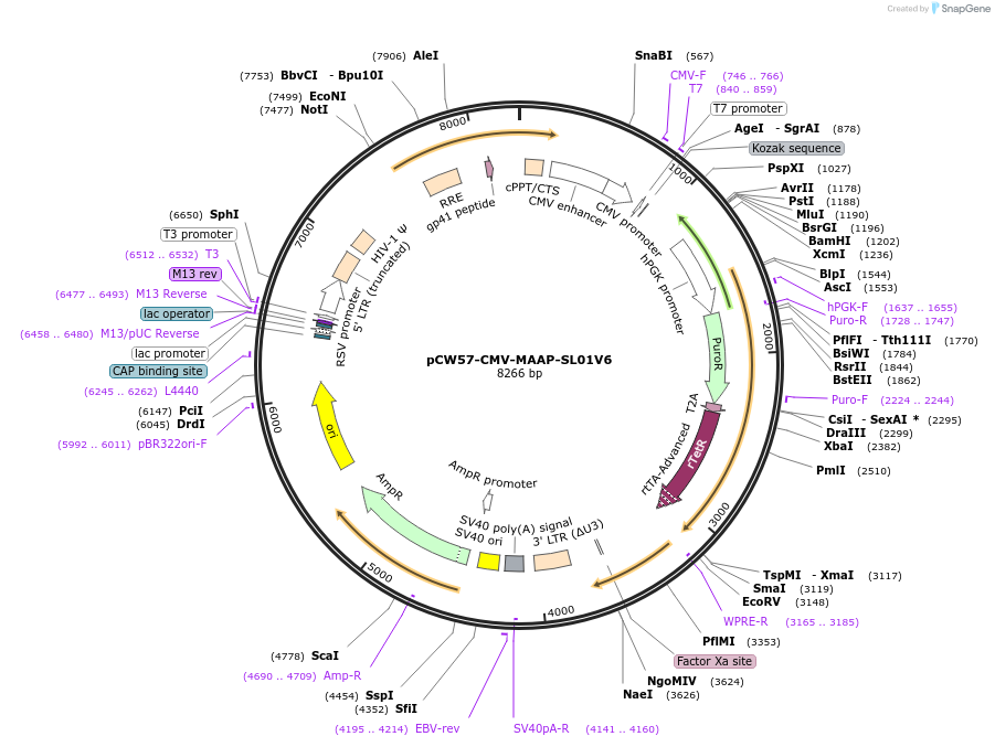 218249-plasmid-map-sequence-id-449746