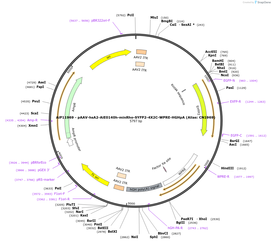 223969-plasmid-map-sequence-id-449748