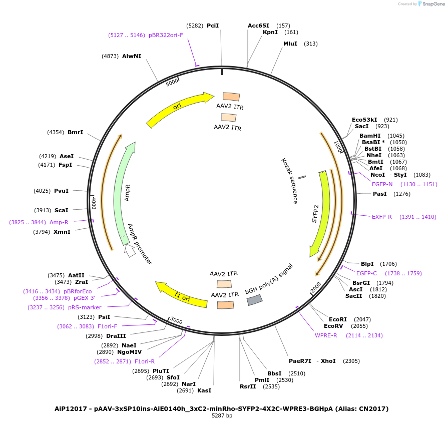 223970-plasmid-map-sequence-id-449749