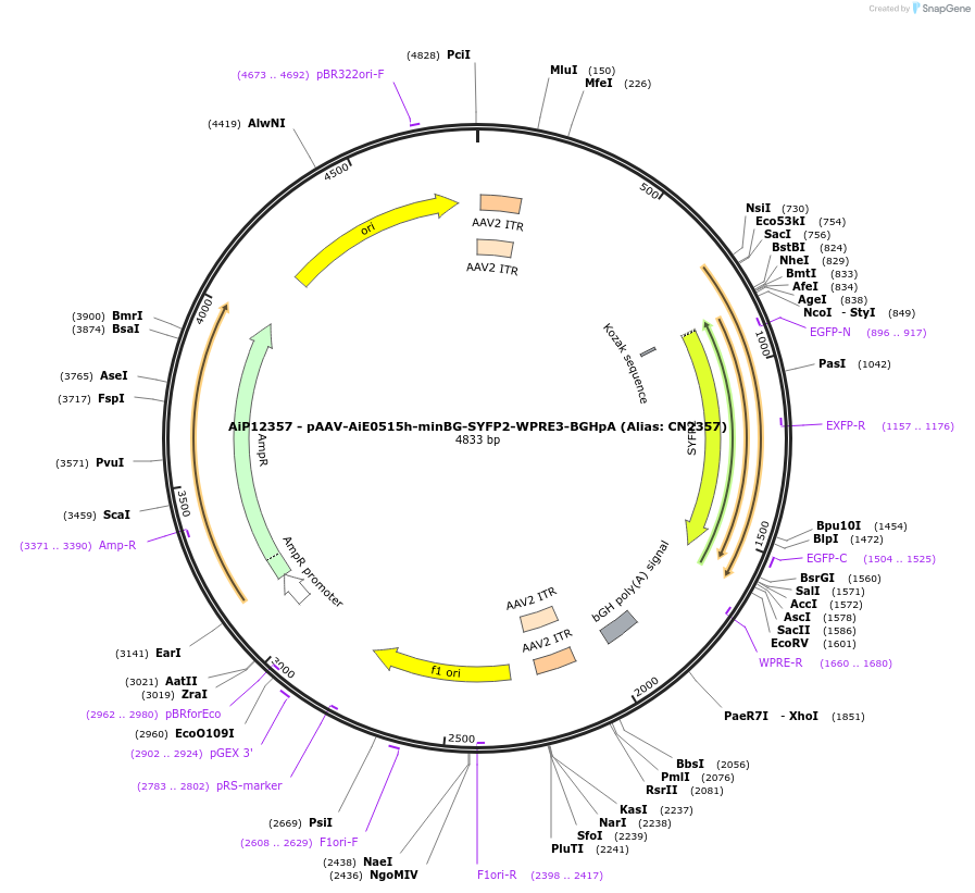 223985-plasmid-map-sequence-id-449759