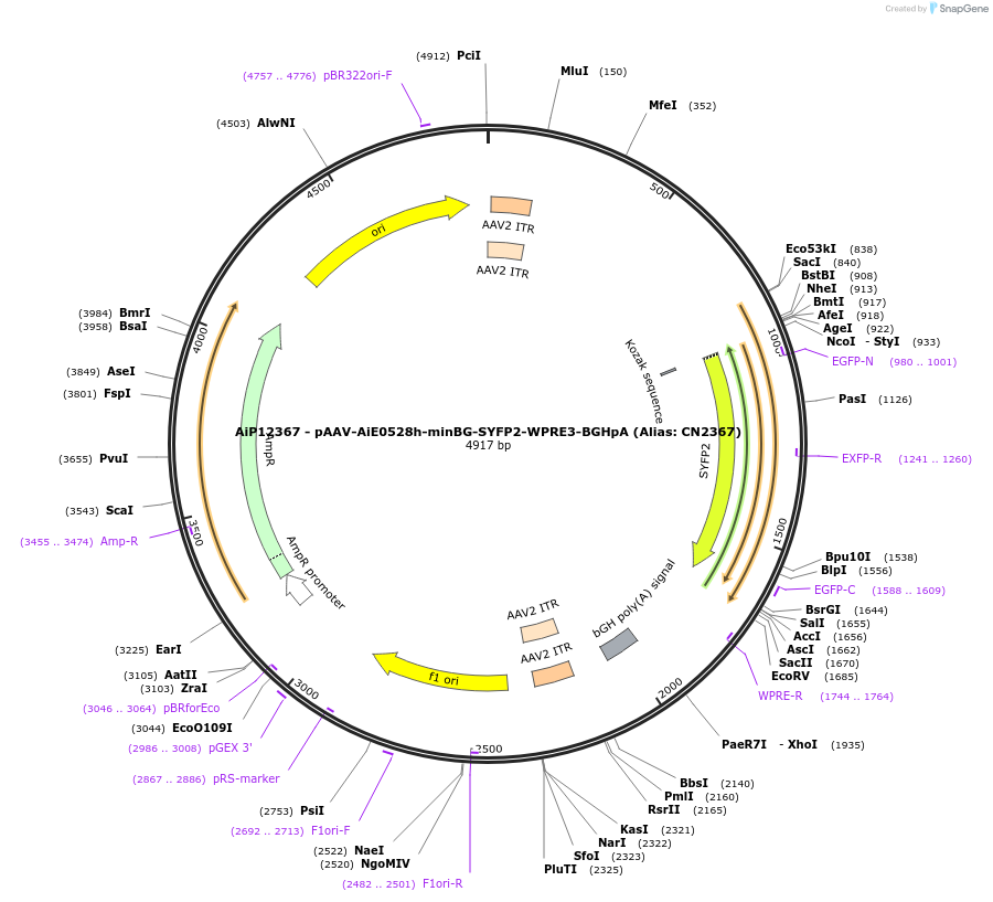 223989-plasmid-map-sequence-id-449762