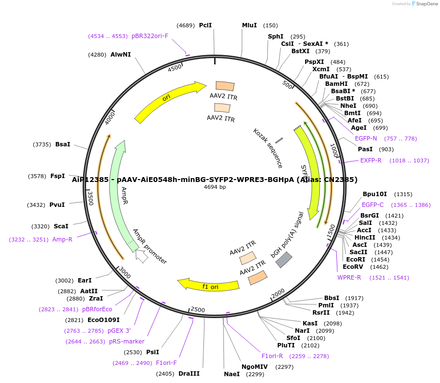 223990-plasmid-map-sequence-id-449763