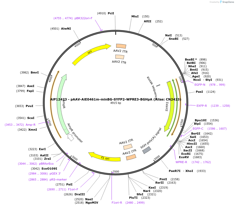 223992-plasmid-map-sequence-id-449765
