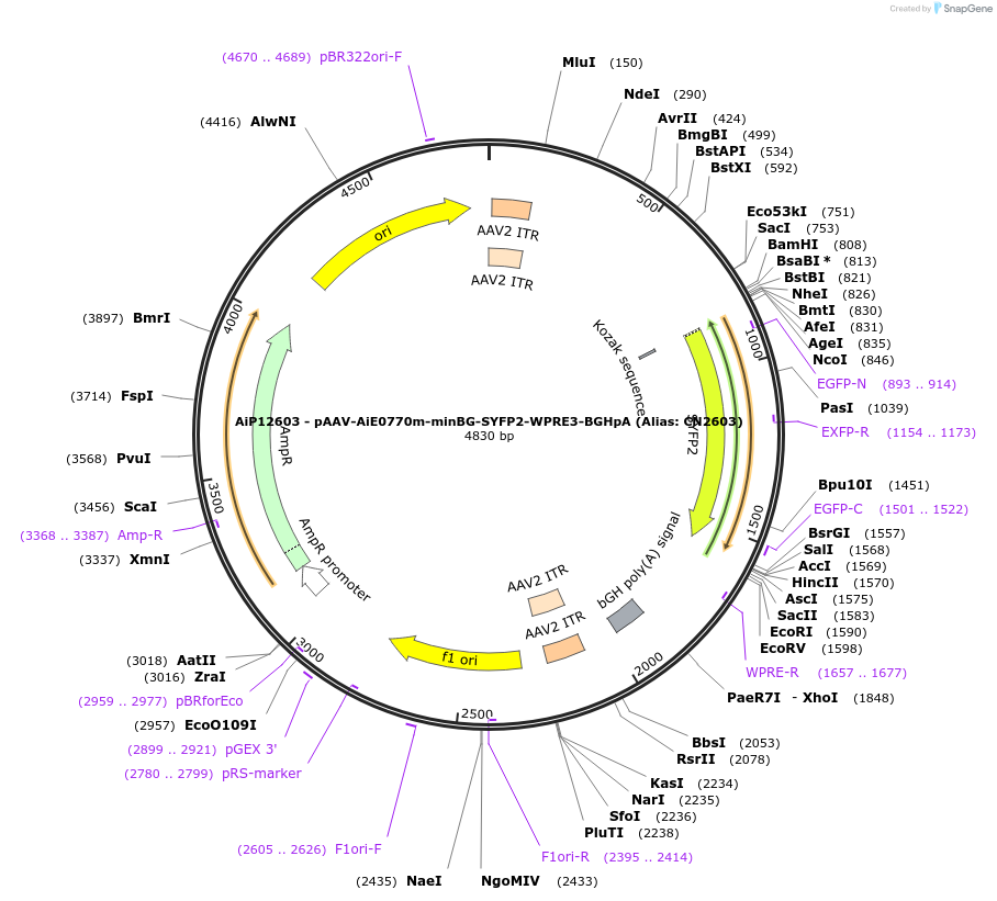 223998-plasmid-map-sequence-id-449767