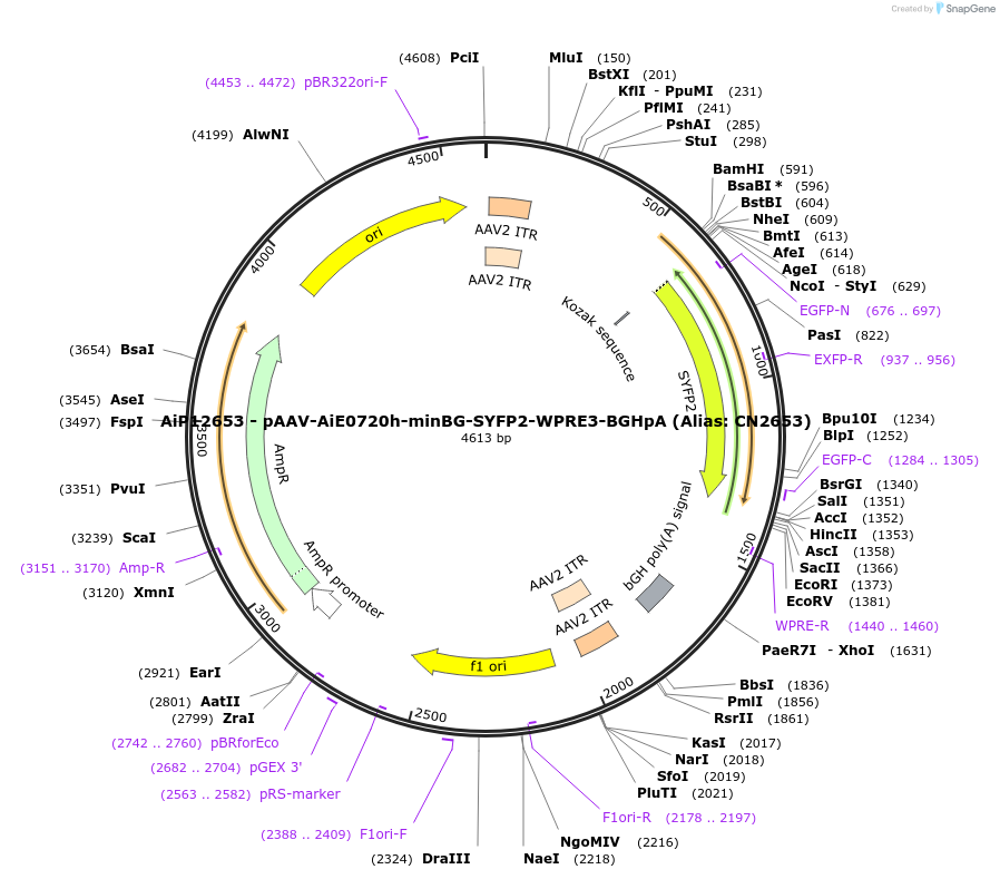 224001-plasmid-map-sequence-id-449768