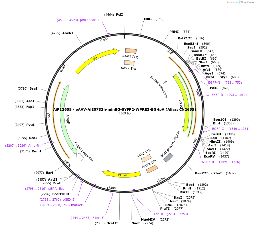 224002-plasmid-map-sequence-id-449769