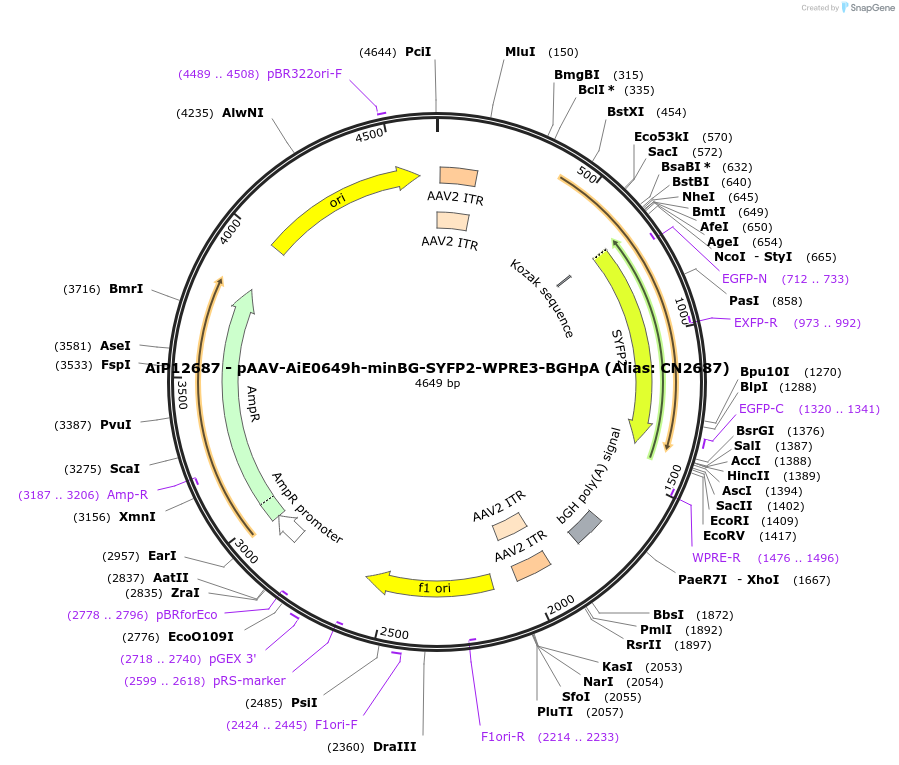 224003-plasmid-map-sequence-id-449770