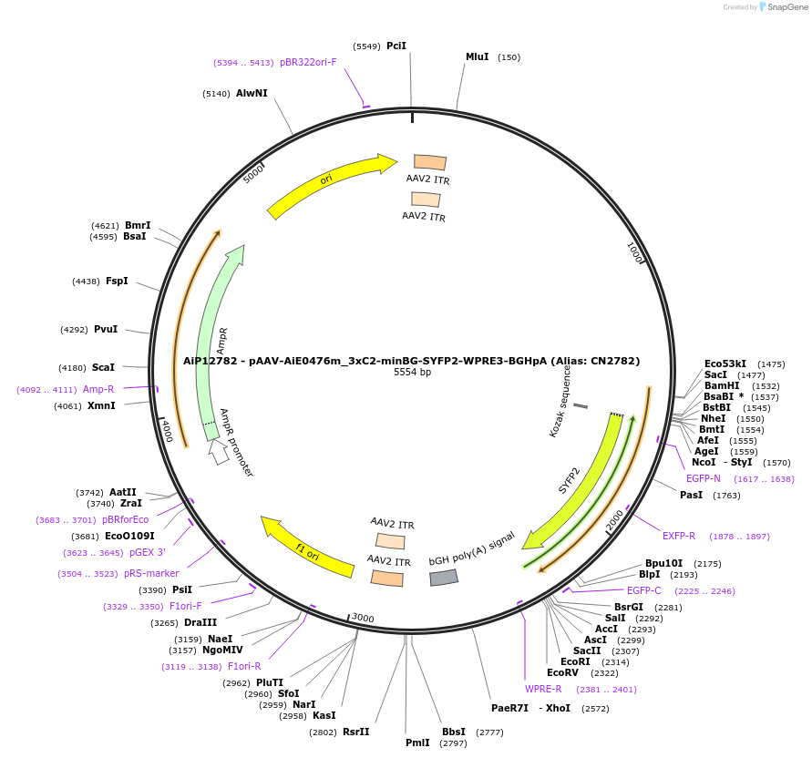 224005-plasmid-map-sequence-id-449772