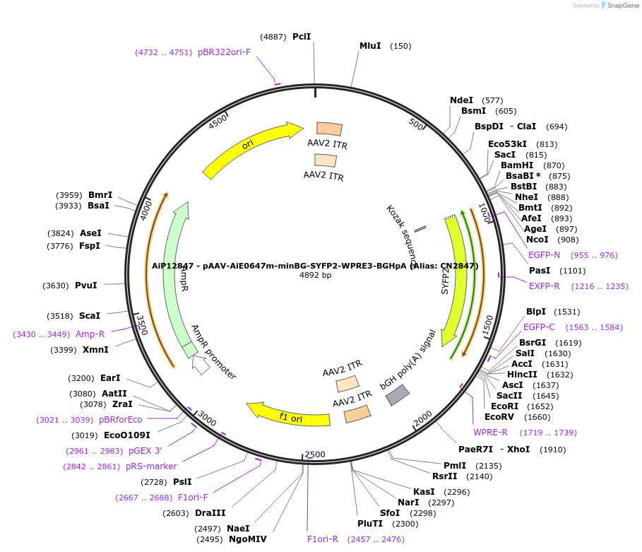 224009-plasmid-map-sequence-id-449775