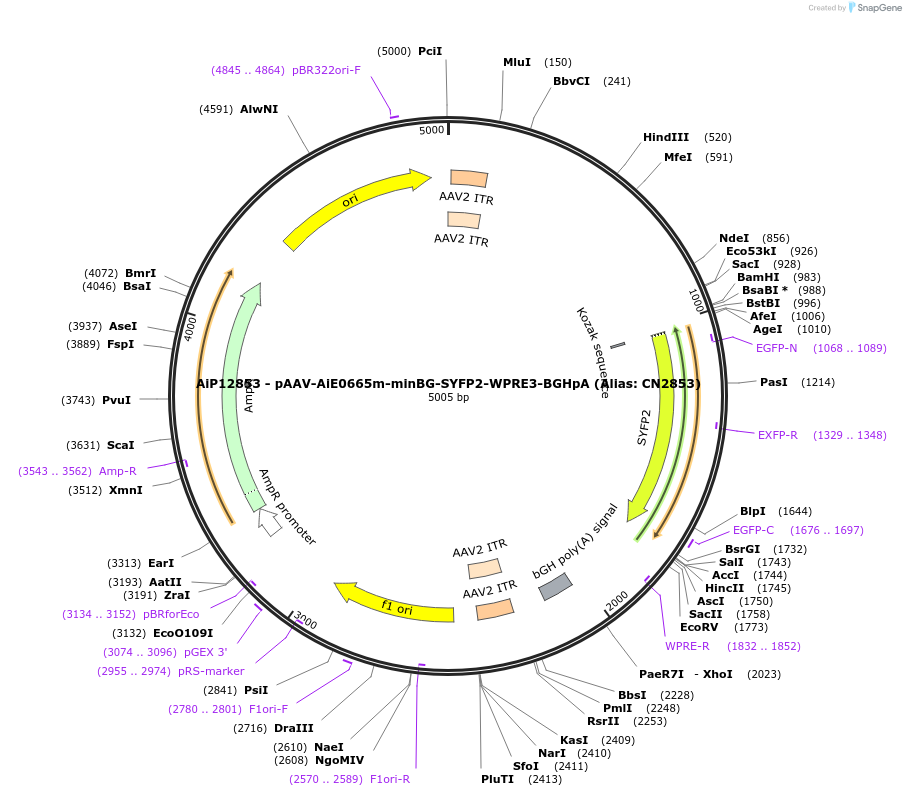 224011-plasmid-map-sequence-id-449776