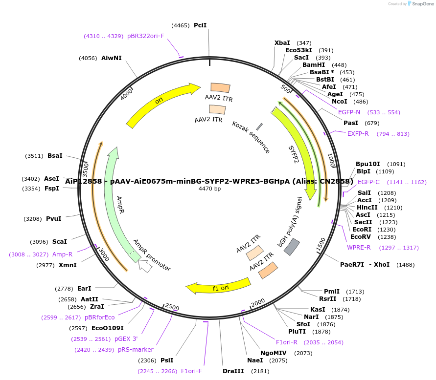 224014-plasmid-map-sequence-id-449779