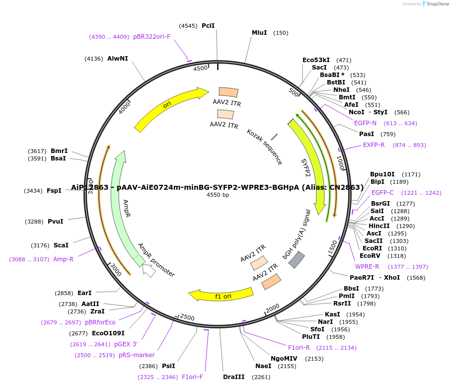 224015-plasmid-map-sequence-id-449780