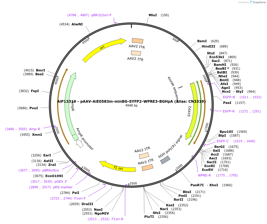 224028-plasmid-map-sequence-id-449782