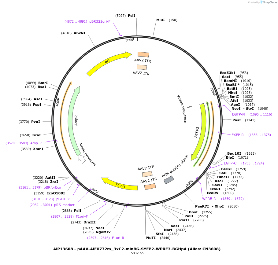 224034-plasmid-map-sequence-id-449787