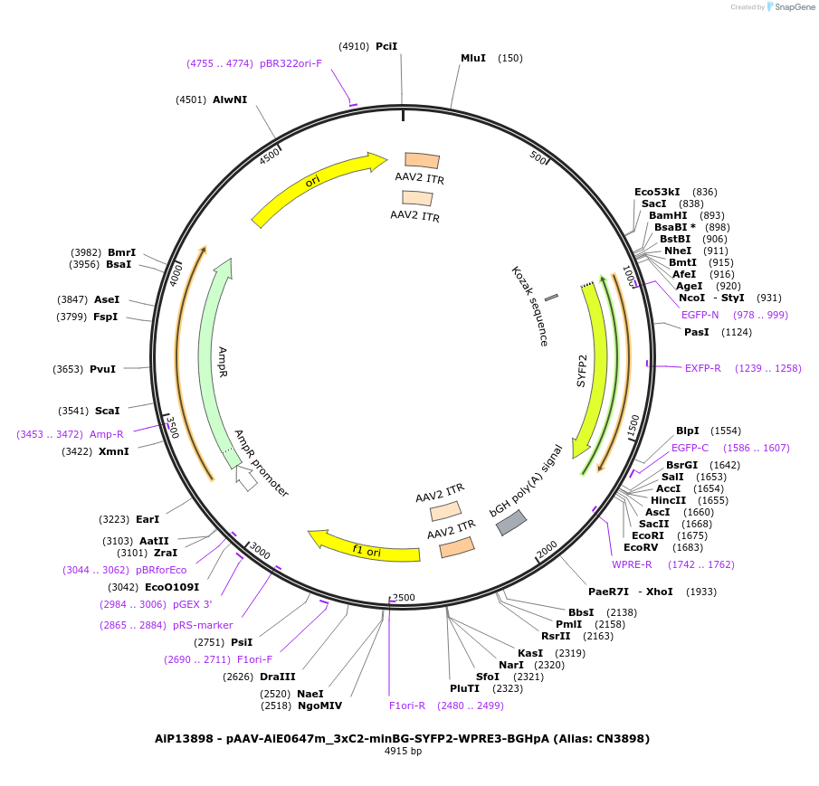 224039-plasmid-map-sequence-id-449789