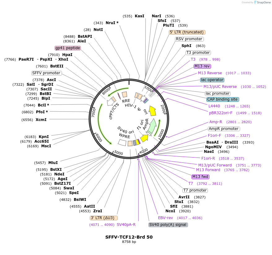 219030-plasmid-map-sequence-id-449793