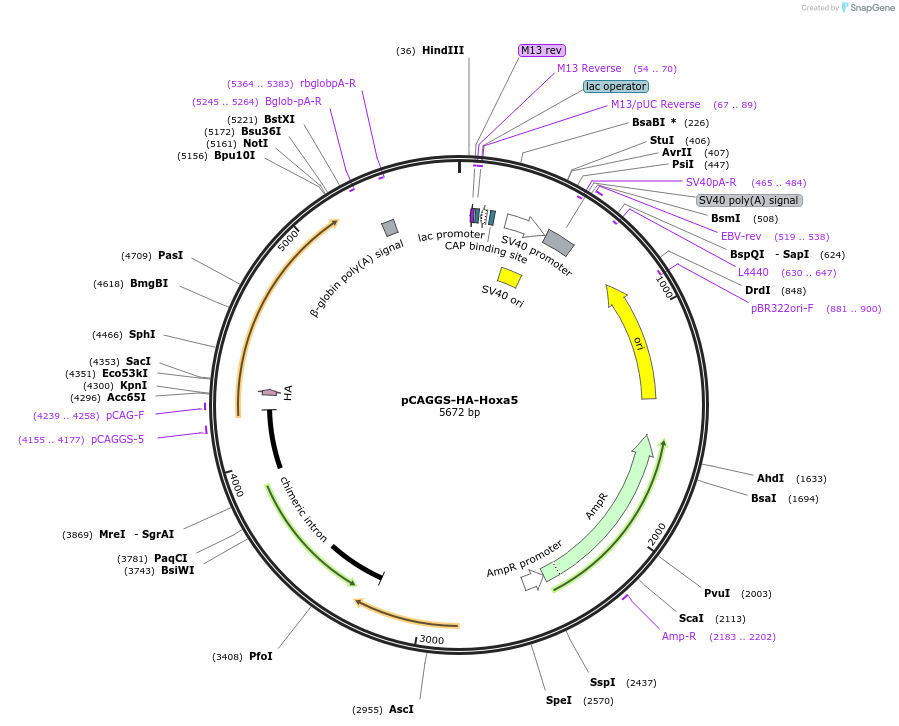225109-plasmid-map-sequence-id-449798