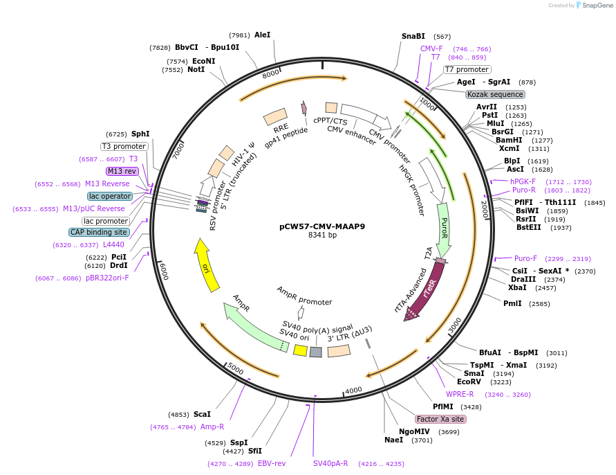 218246-plasmid-map-sequence-id-449800