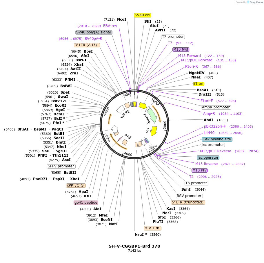 219295-plasmid-map-sequence-id-449802