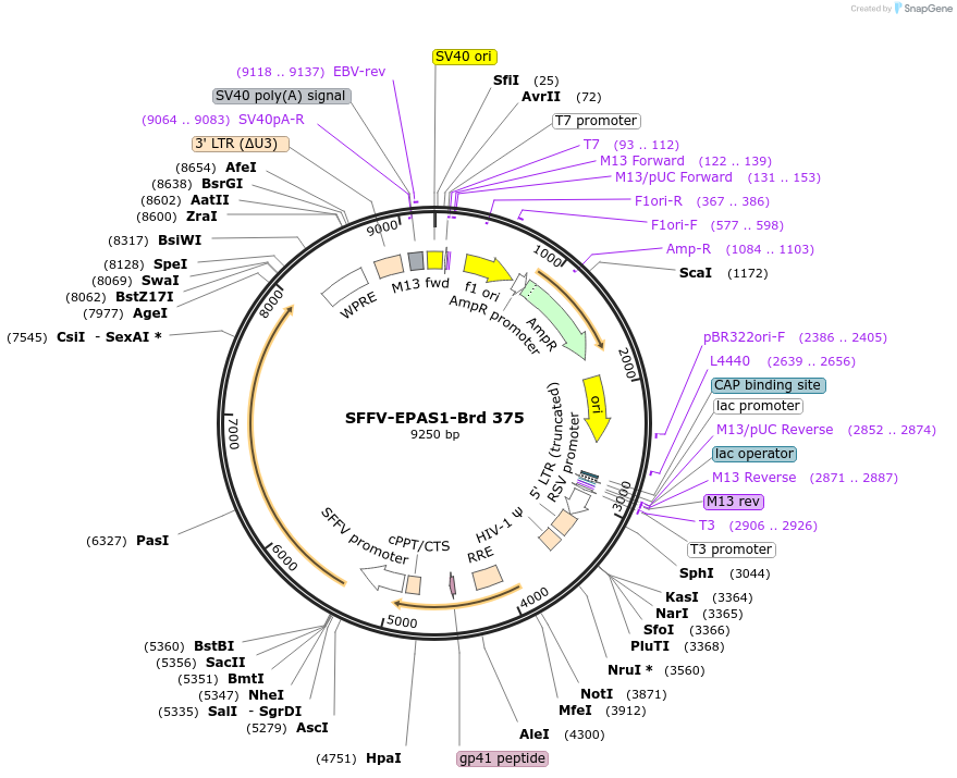 219300-plasmid-map-sequence-id-449803