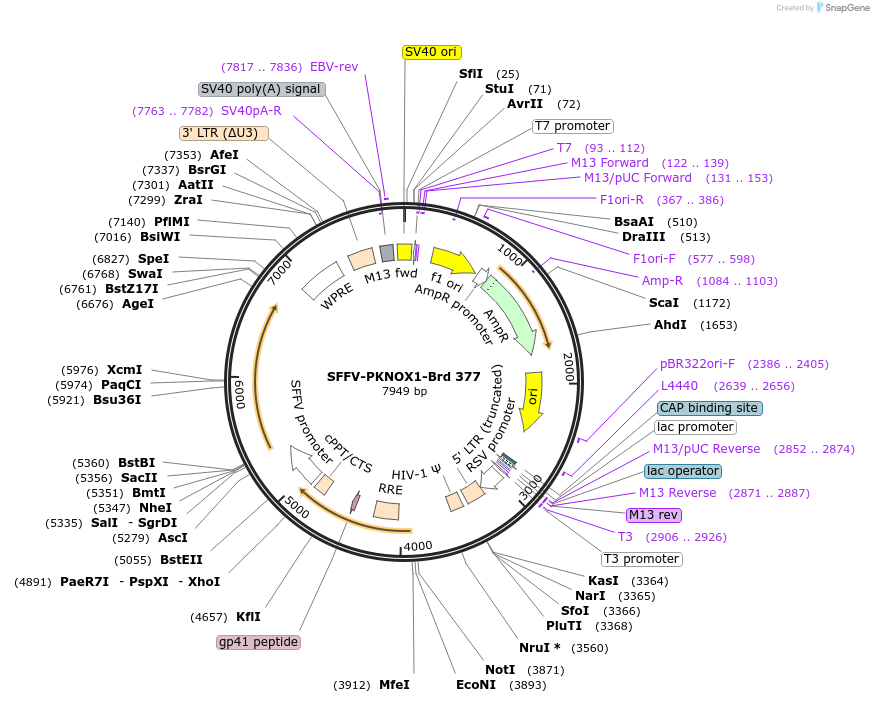 219302-plasmid-map-sequence-id-449805