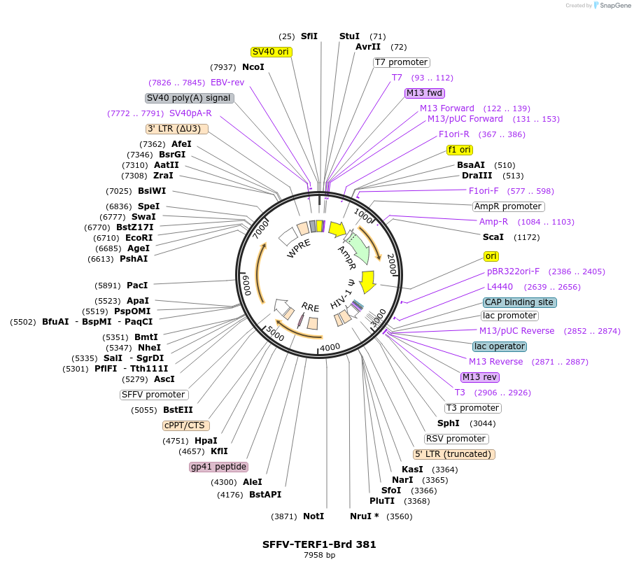 219306-plasmid-map-sequence-id-449806