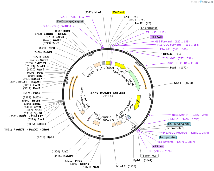 219309-plasmid-map-sequence-id-449807