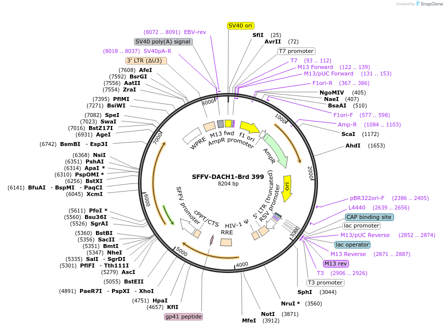 219322-plasmid-map-sequence-id-449820