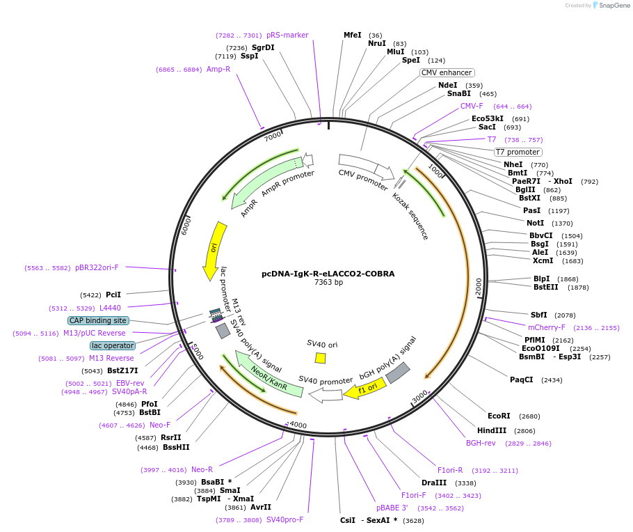 223258-plasmid-map-sequence-id-449825