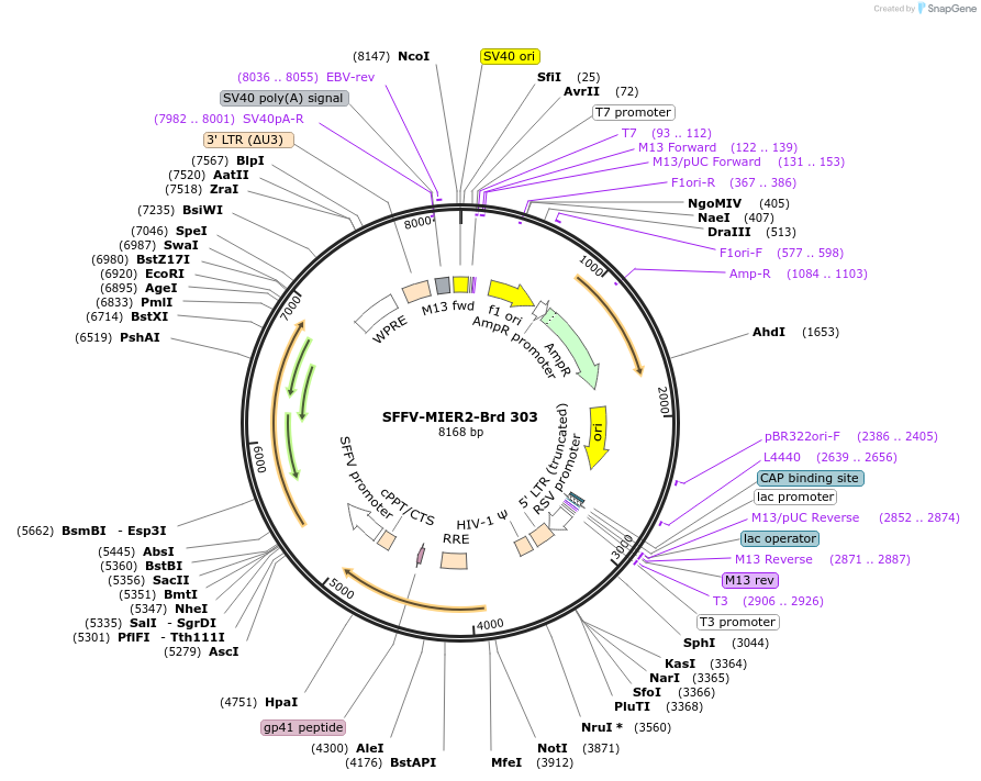 219239-plasmid-map-sequence-id-449831
