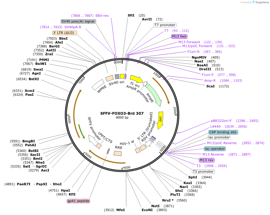 219241-plasmid-map-sequence-id-449832