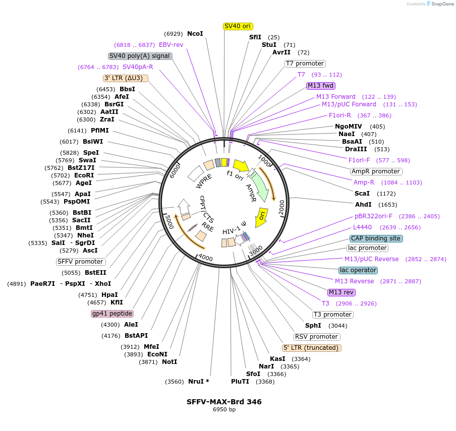 219272-plasmid-map-sequence-id-449835