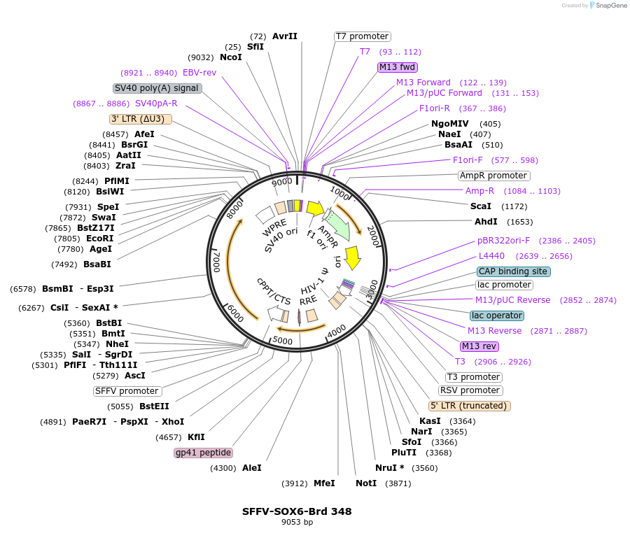 219274-plasmid-map-sequence-id-449837