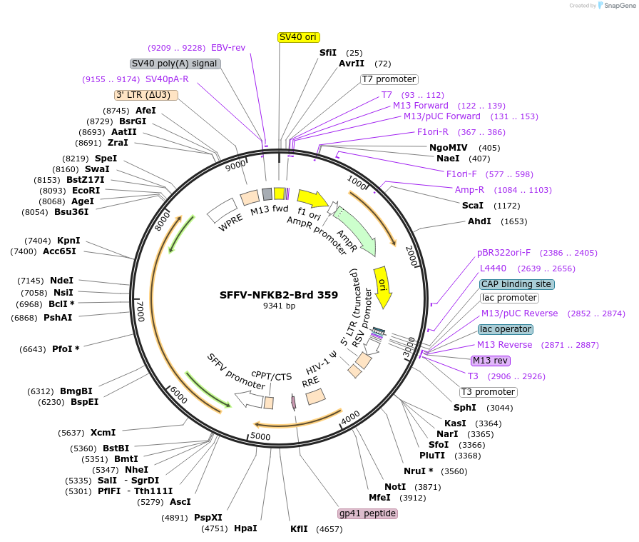 219285-plasmid-map-sequence-id-449838